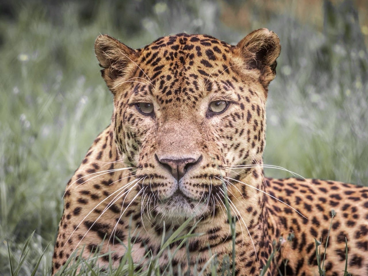 The Leopard Diaries: A Guide to Spotting Big Cats in Wilpattu