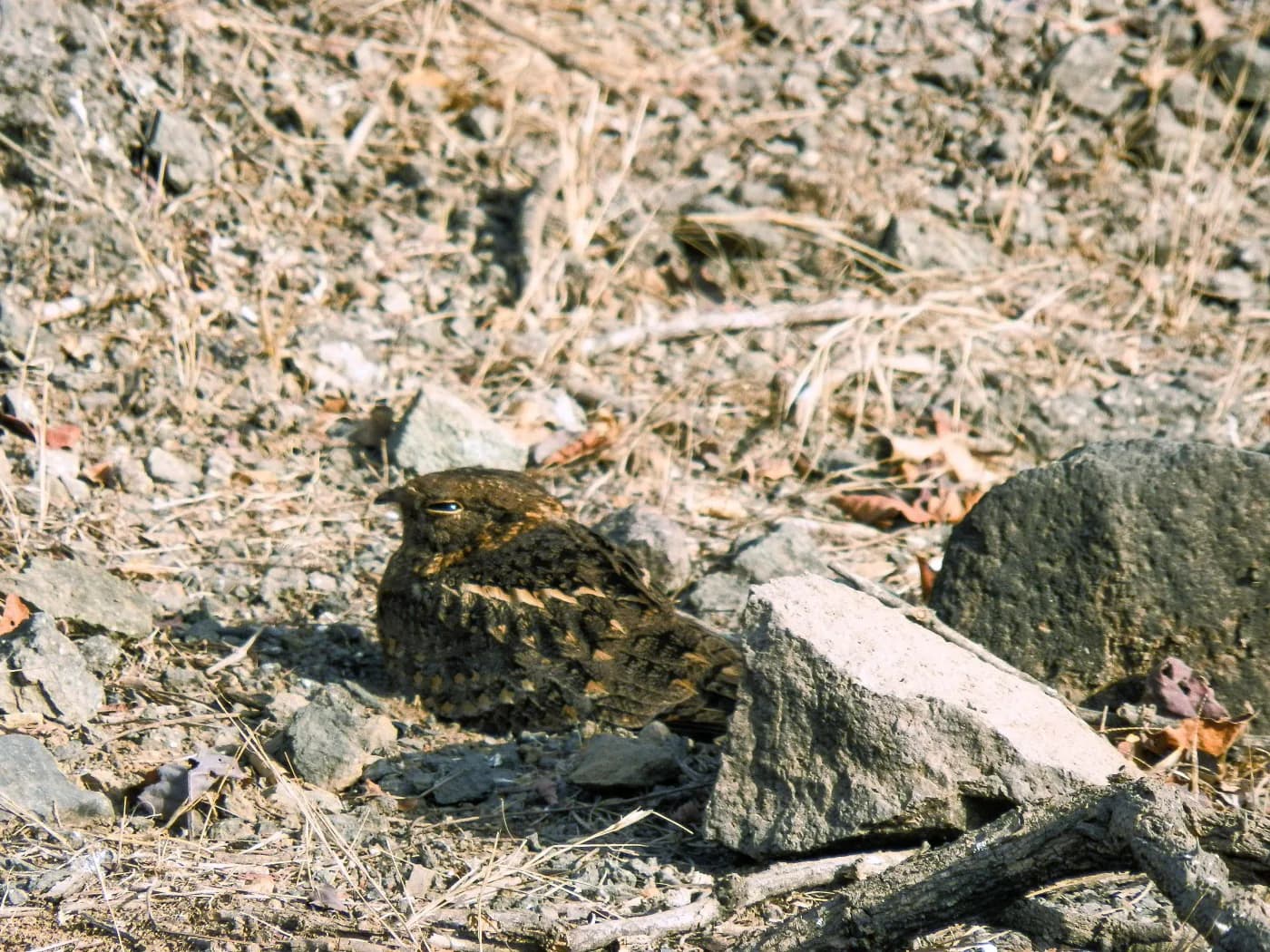 Nocturnal Nature & Nightjar Walks