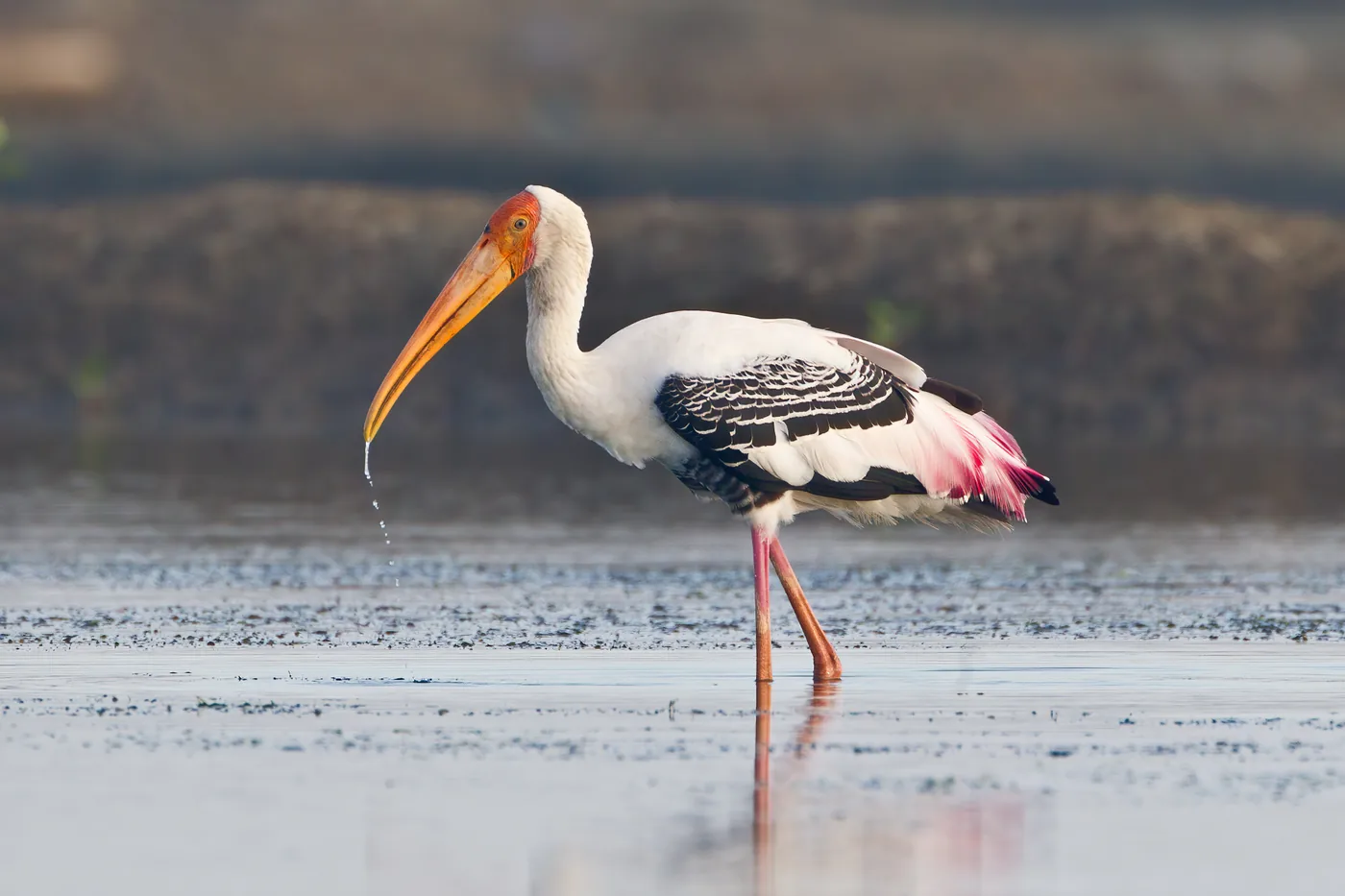 Flock of Painted Storks at Udawalawe