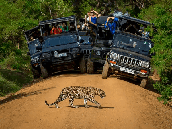 Wildlife Safaris