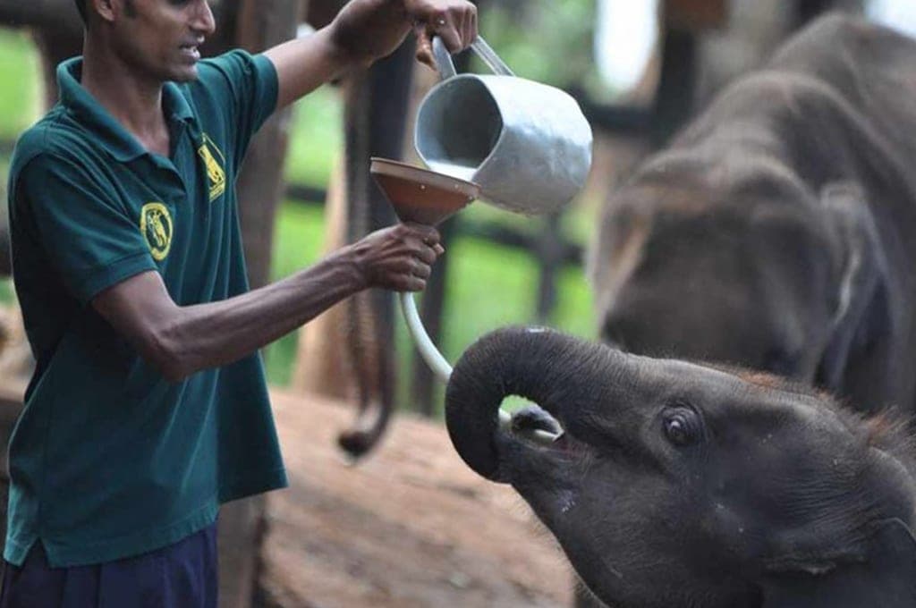 Elephant Transit Home milk feeding