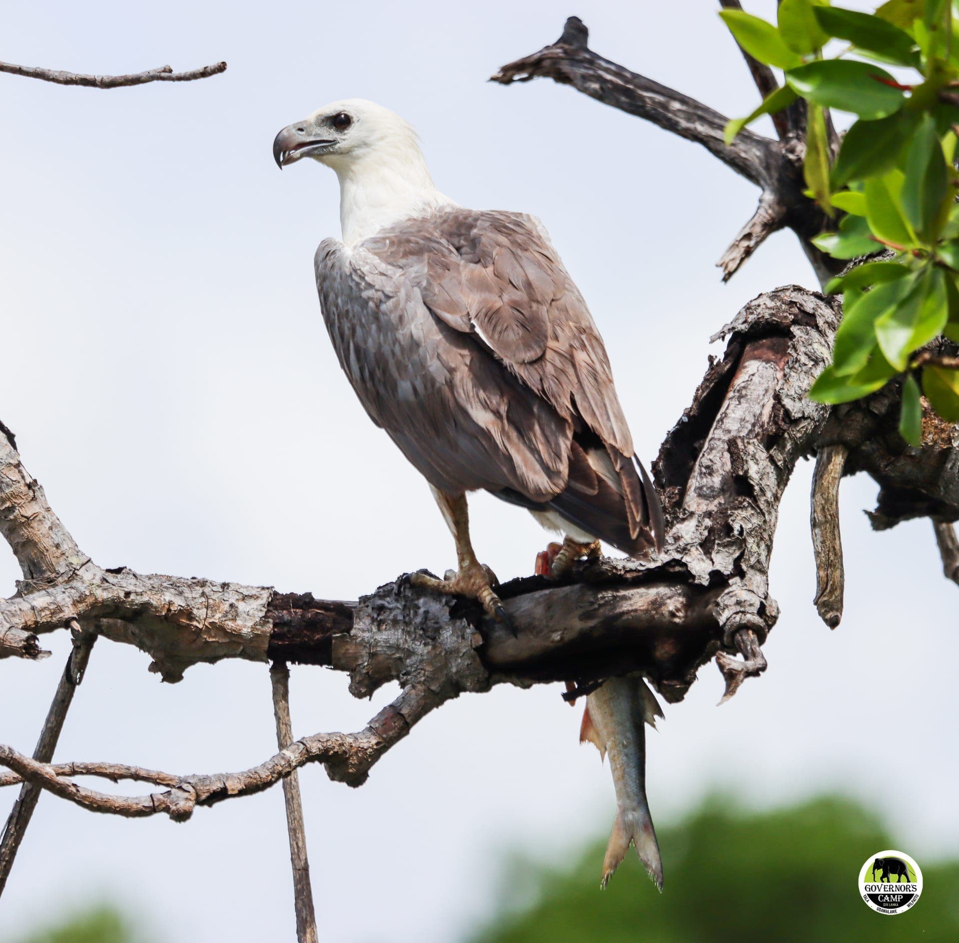 Governor's Camp Wilpattu eco-retreat nestled beside Wilpattu National Park